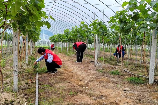 2图为驻村人员正在葡萄园劳作_副本