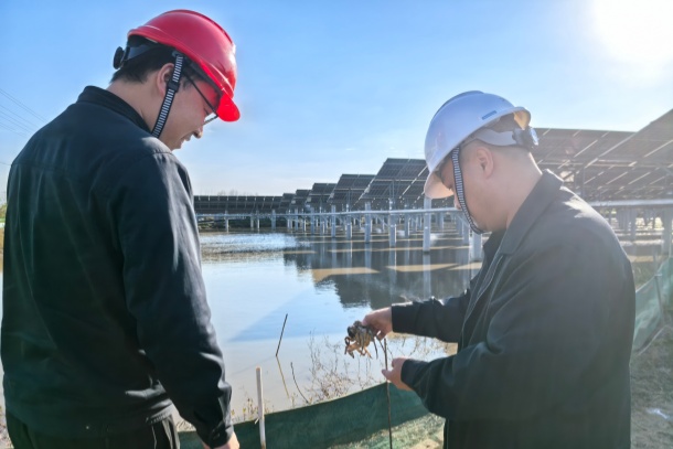 集团格式-图为项目人员观察螃蟹生长情况_副本